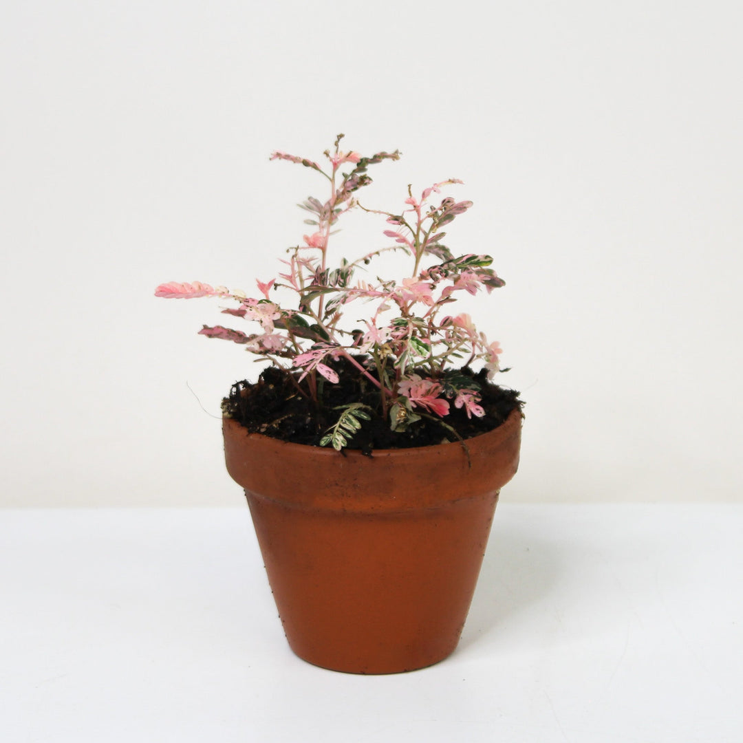 Phyllanthus Urinaria Pink Variegata S Foliage Dreams