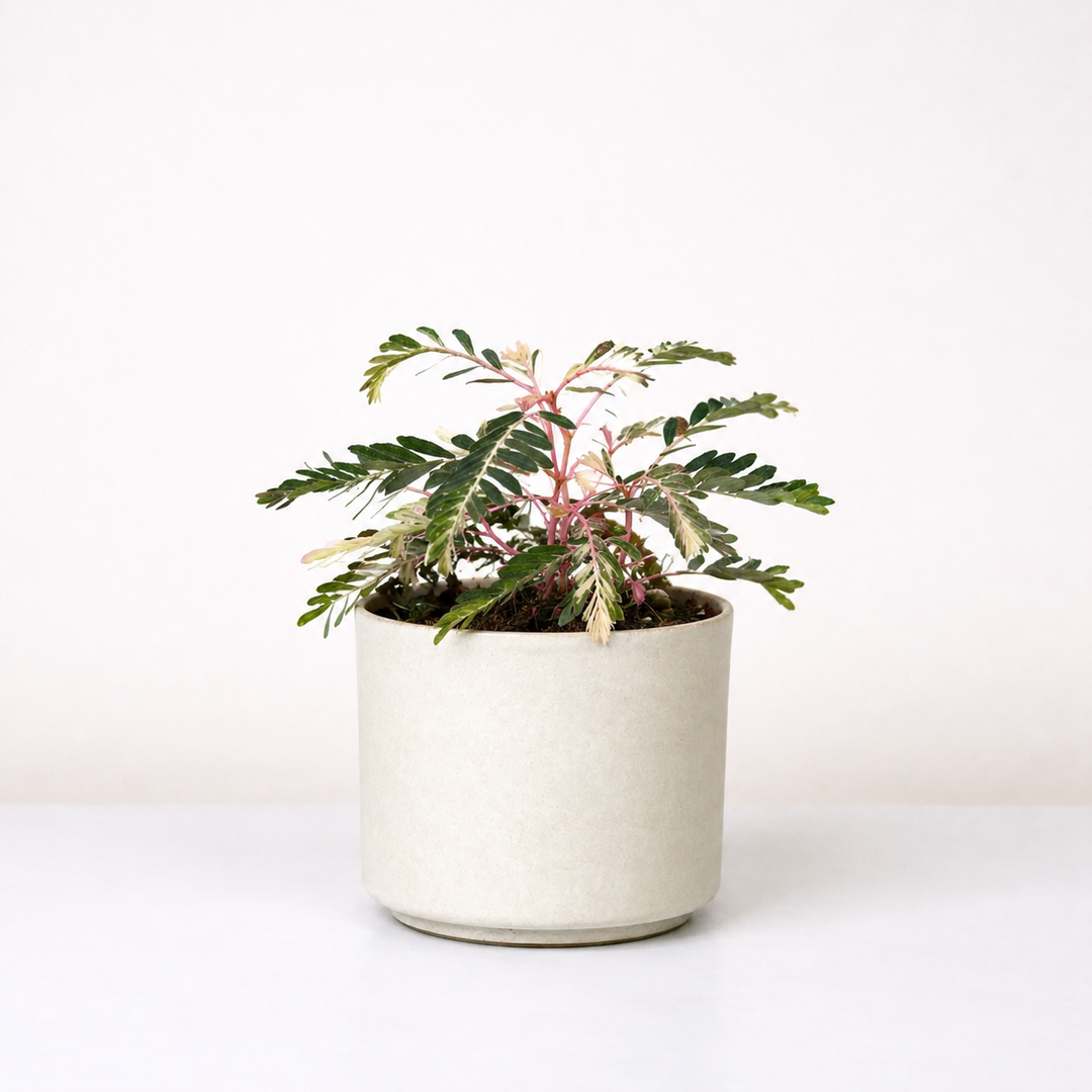 Phyllanthus Urinaria Variegata S Foliage Dreams