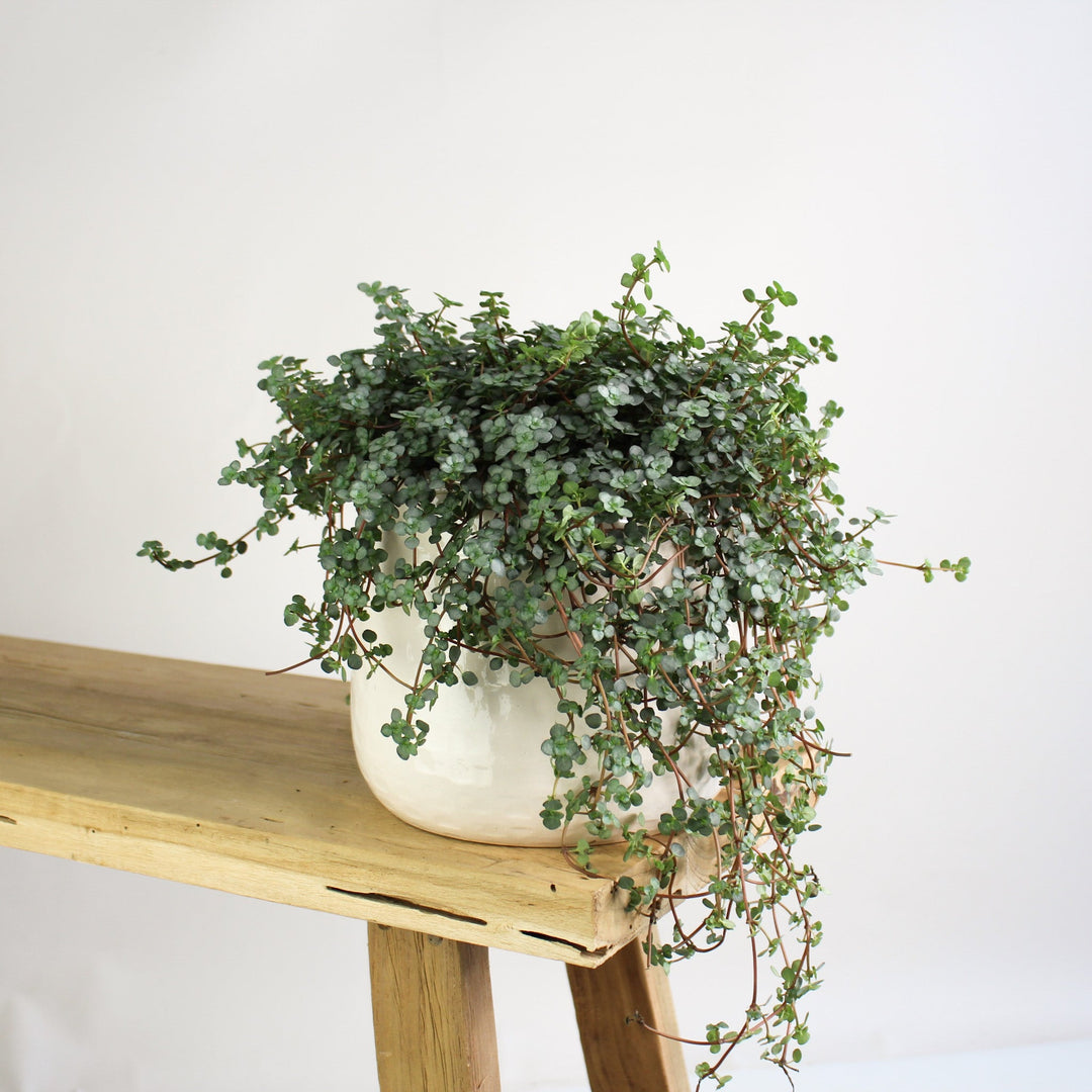 Pilea Glauca Foliage Dreams