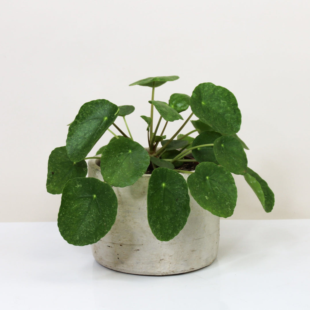 Pilea Peperomioides 'Sugar' M Foliage Dreams