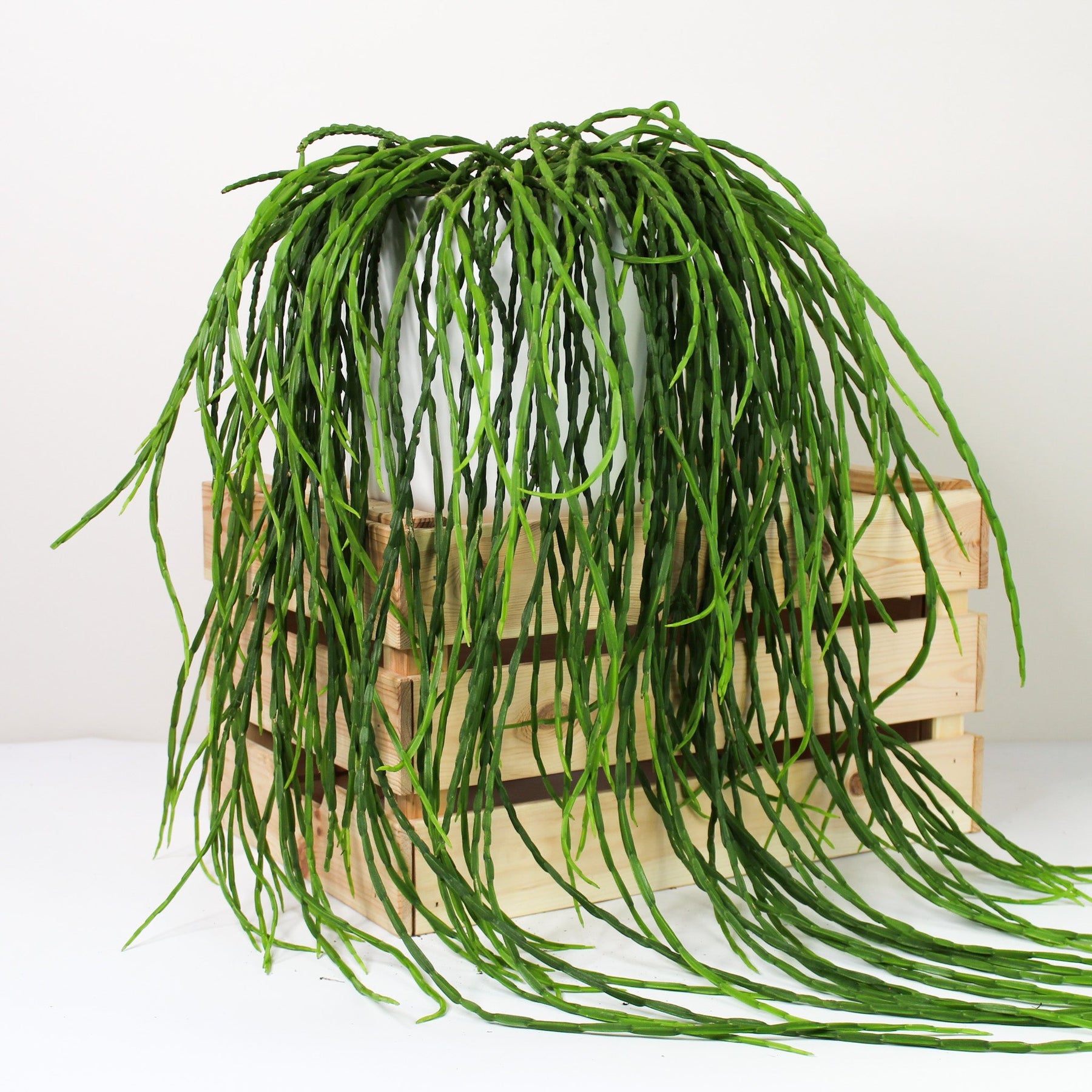 Rhipsalis Paradoxa (Kaktus) – Foliage Dreams