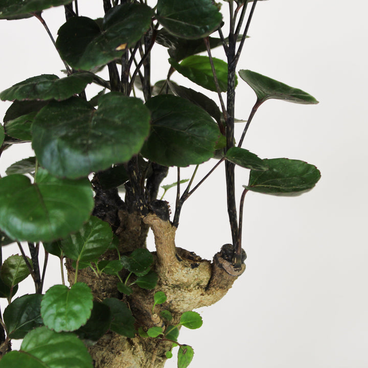 Polyscias Fabian Foliage Dreams