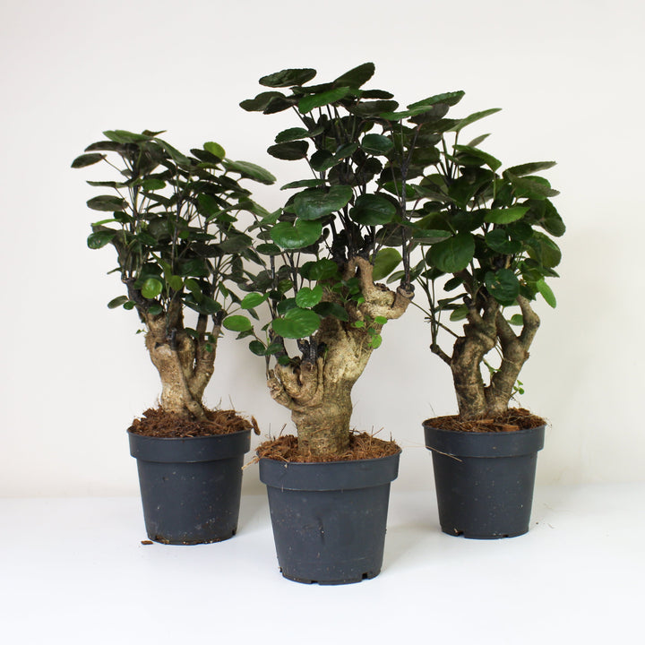 Polyscias Fabian Foliage Dreams