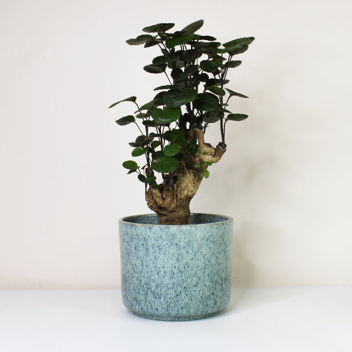 Polyscias Fabian Foliage Dreams