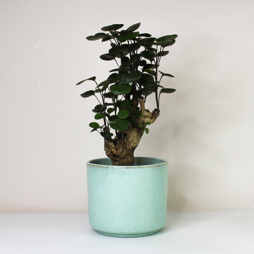 Polyscias Fabian Foliage Dreams