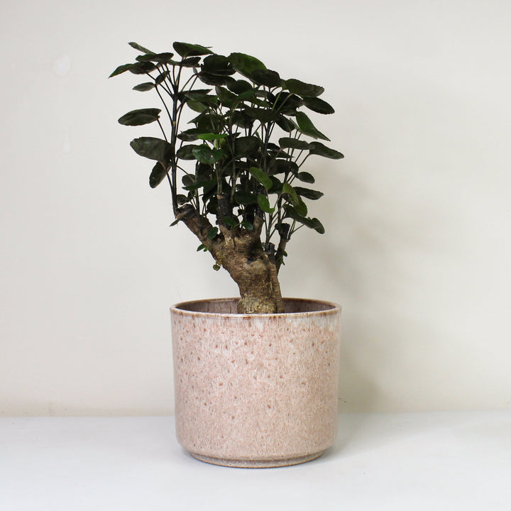 Polyscias Fabian Foliage Dreams