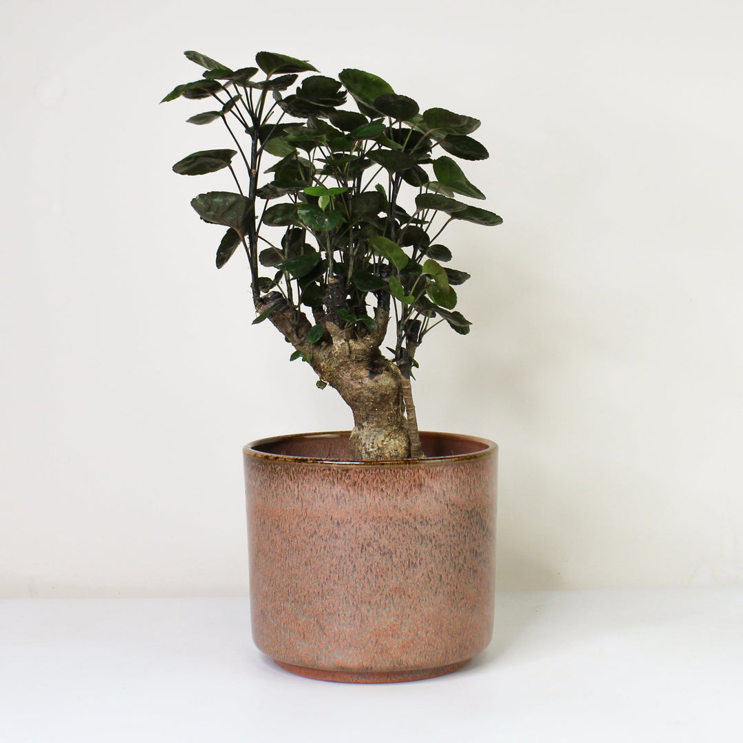 Polyscias Fabian Foliage Dreams