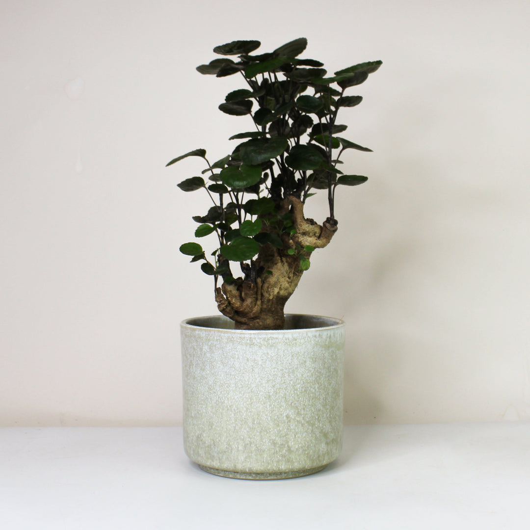 Polyscias Fabian Foliage Dreams