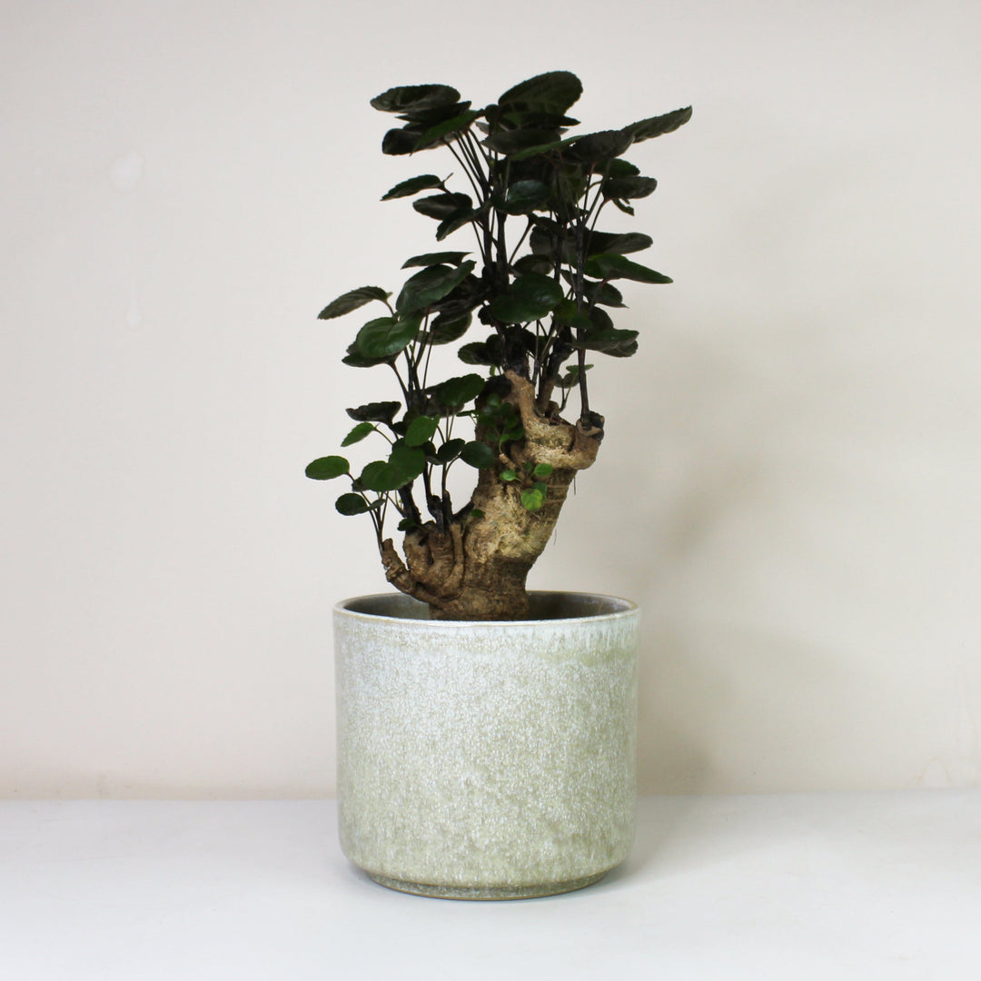 Polyscias Fabian Foliage Dreams