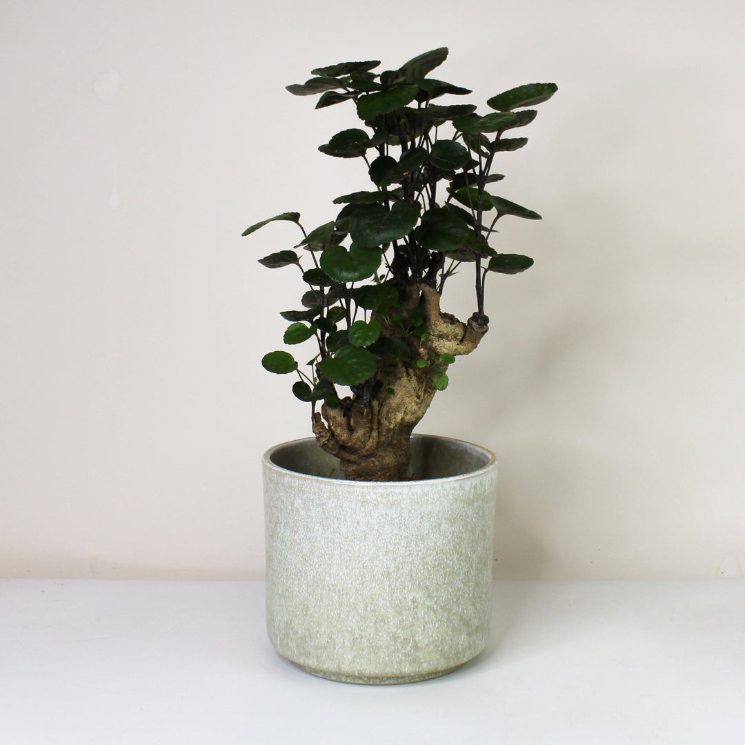 Polyscias Fabian M Foliage Dreams