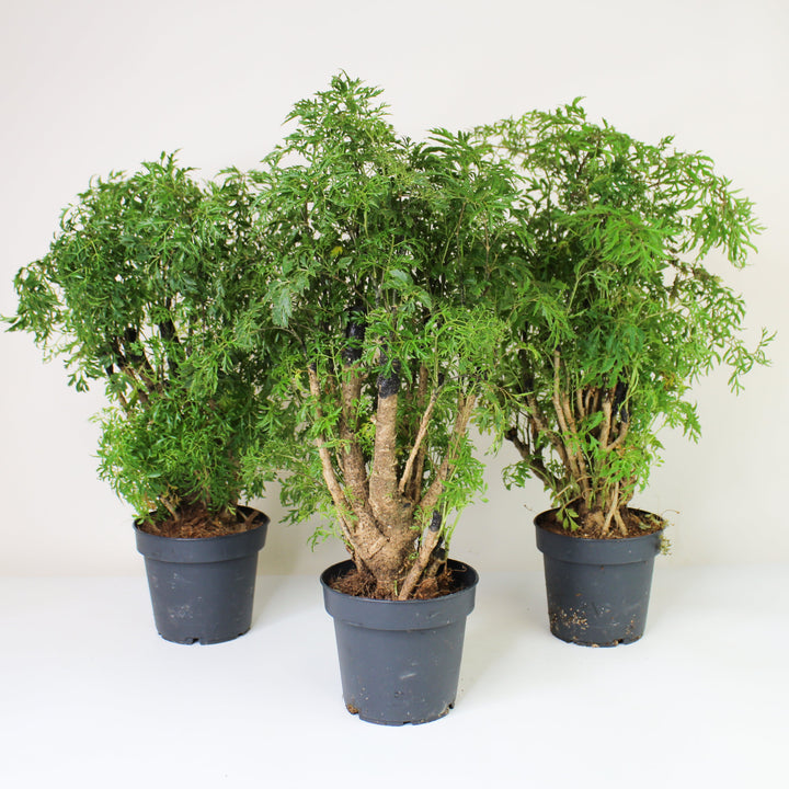 Polyscias Ming Foliage Dreams