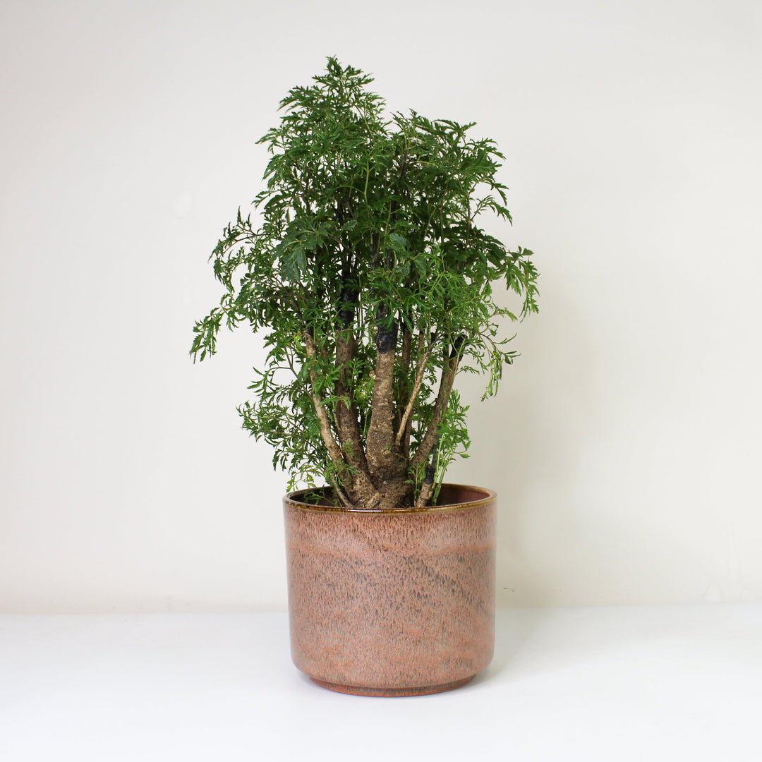 Polyscias Ming M Foliage Dreams