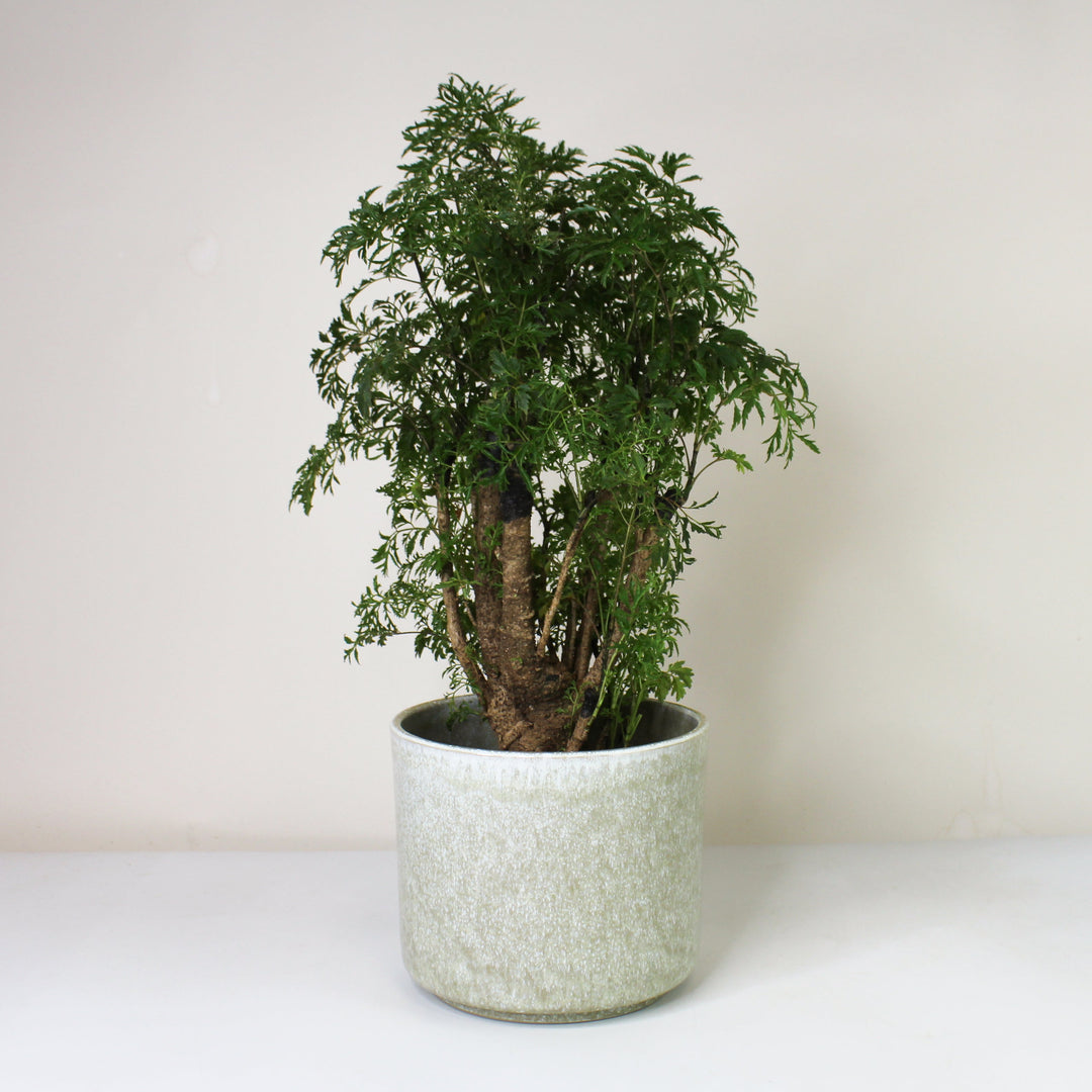 Polyscias Ming XL Foliage Dreams