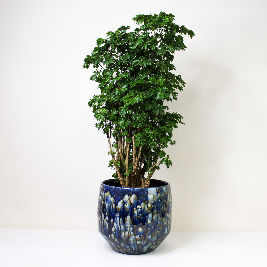 Polyscias Roble L Foliage Dreams