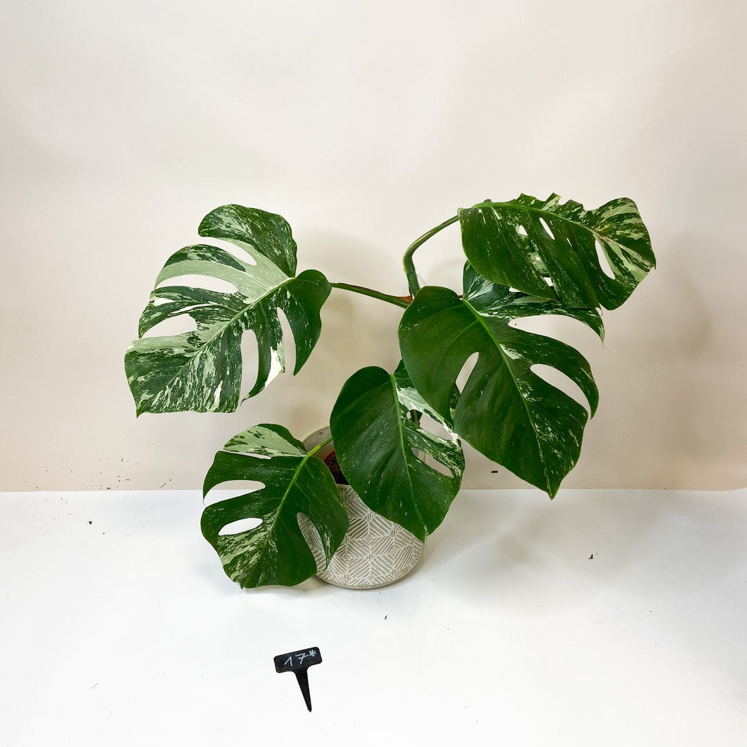 Raritäten B-Ware 17* - M. Deliciosa Albo Variegata Foliage Dreams