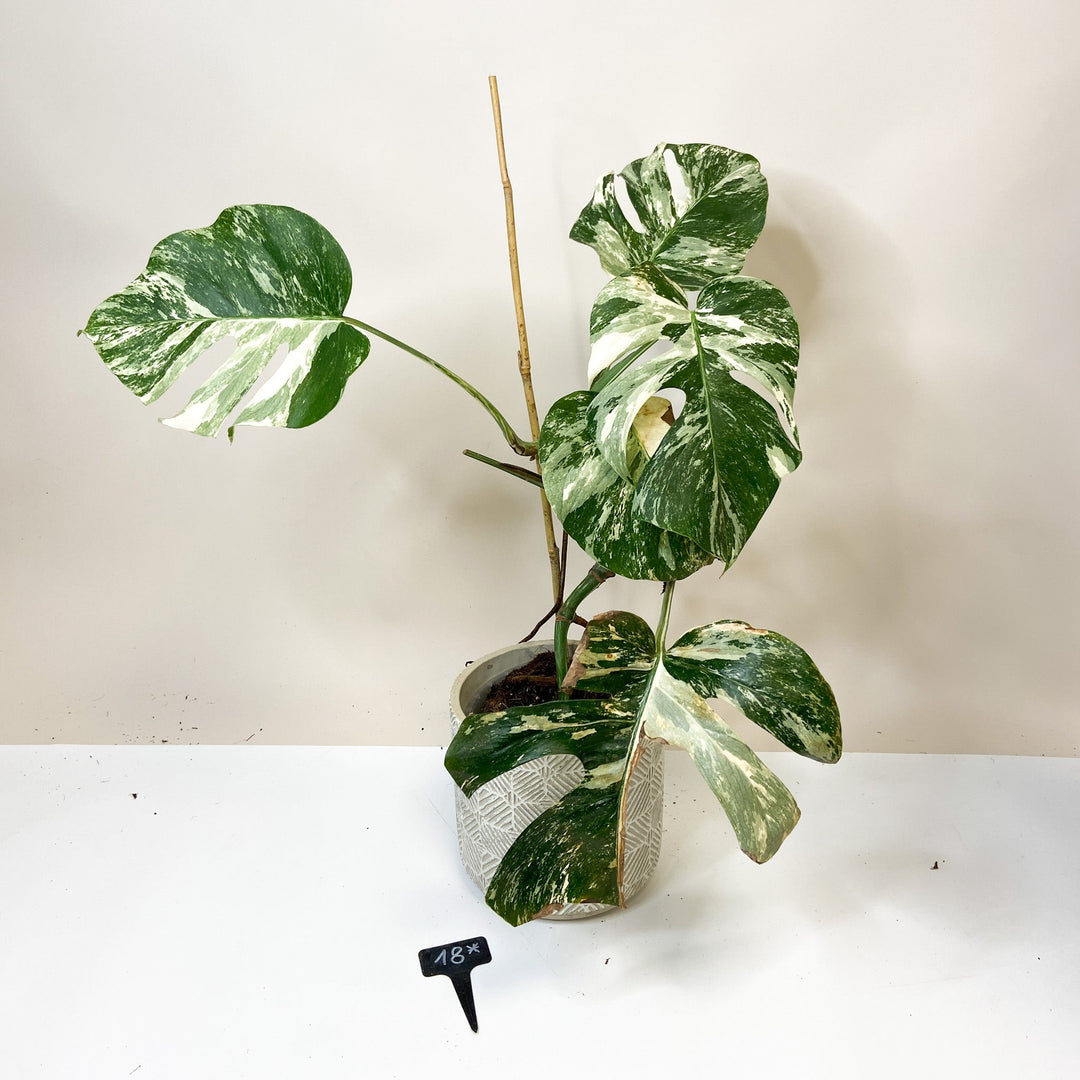 Raritäten B-Ware 18* - M. Deliciosa Albo Variegata Foliage Dreams