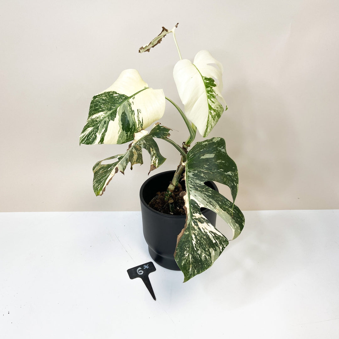 Raritäten B-Ware 6* - M. Deliciosa Albo Variegata Foliage Dreams