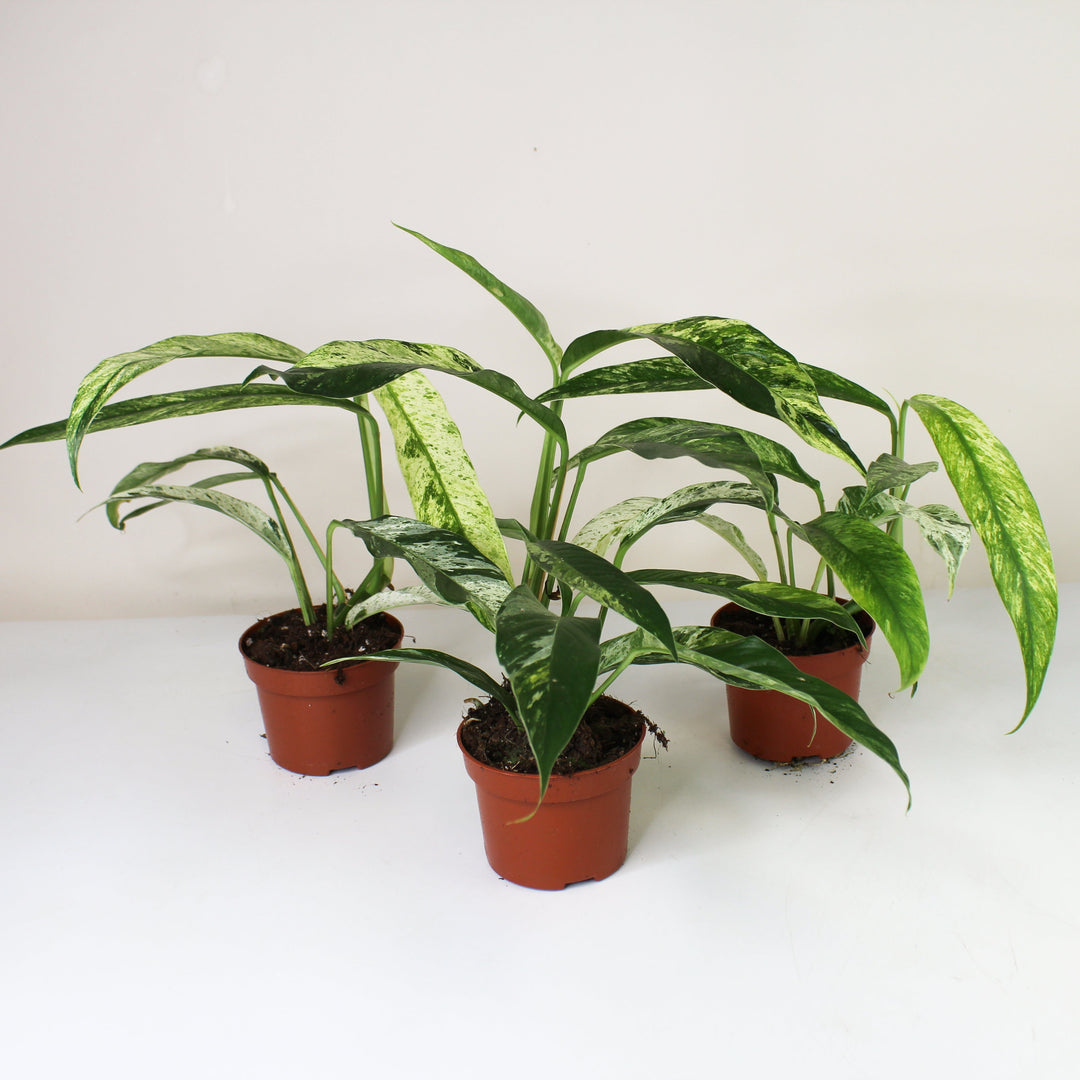 Rhaphidophora Foraminifera Marble M Foliage Dreams