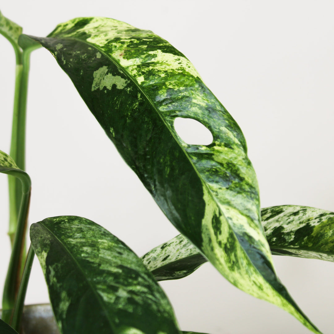 Rhaphidophora Foraminifera Marble M Foliage Dreams