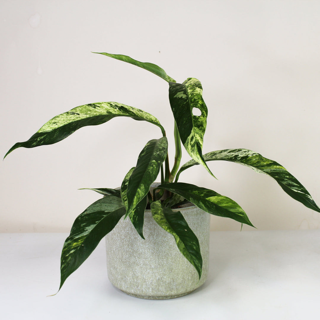 Rhaphidophora Foraminifera Marble M Foliage Dreams