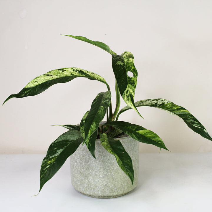 Rhaphidophora Foraminifera Marble M Foliage Dreams