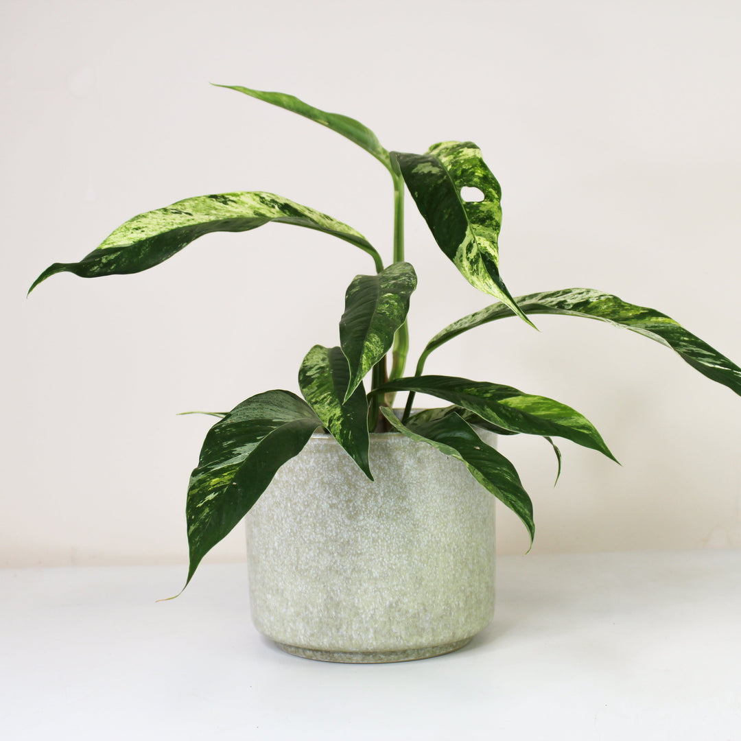 Rhaphidophora Foraminifera Marble M Foliage Dreams
