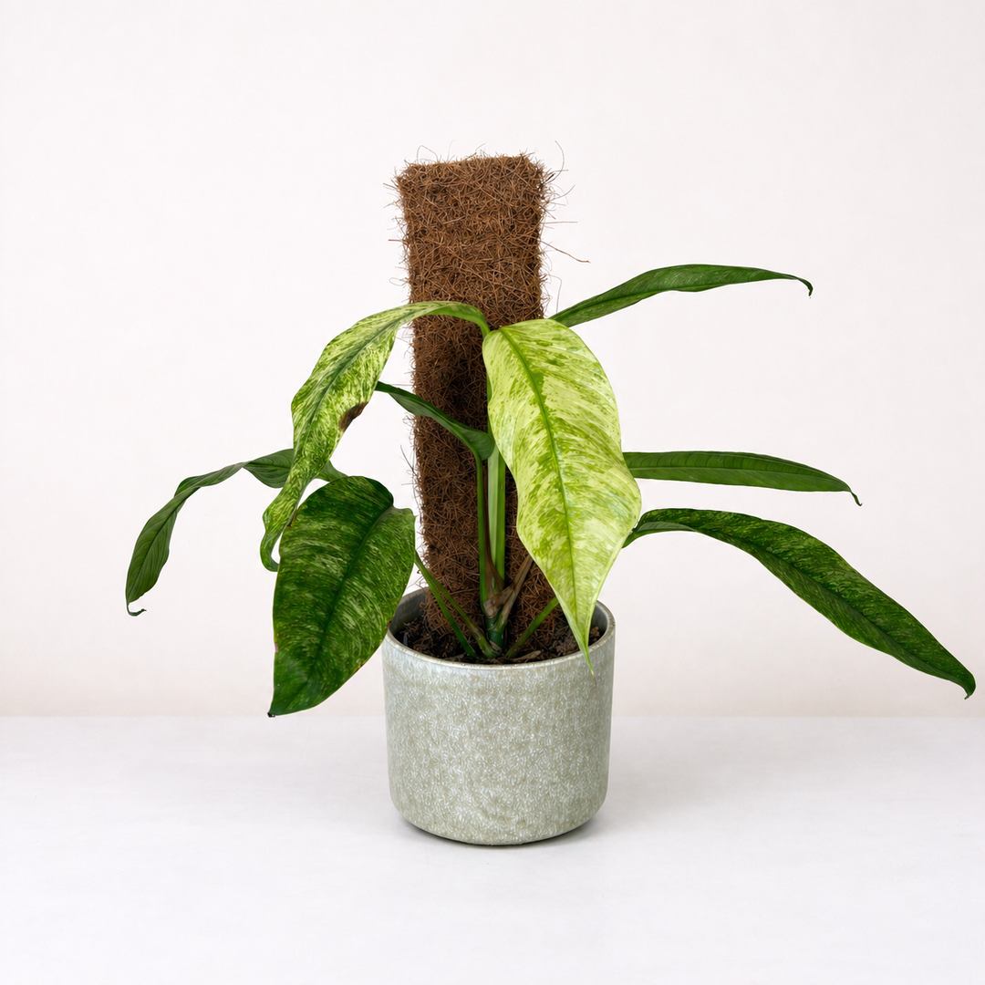 Rhaphidophora megasperma Gorilan variegata M Foliage Dreams