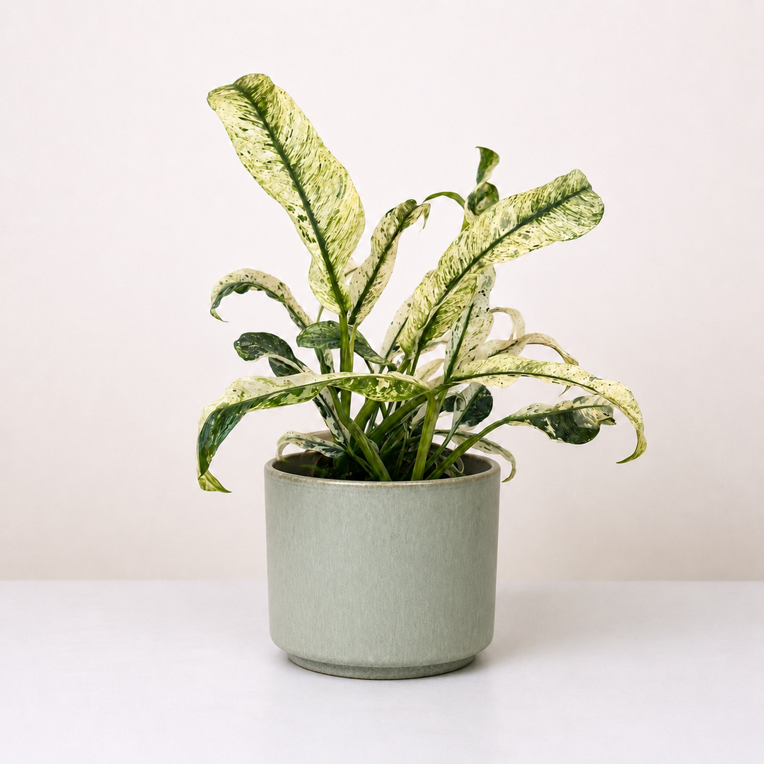 Rhaphidophora Puberula Variegata Foliage Dreams