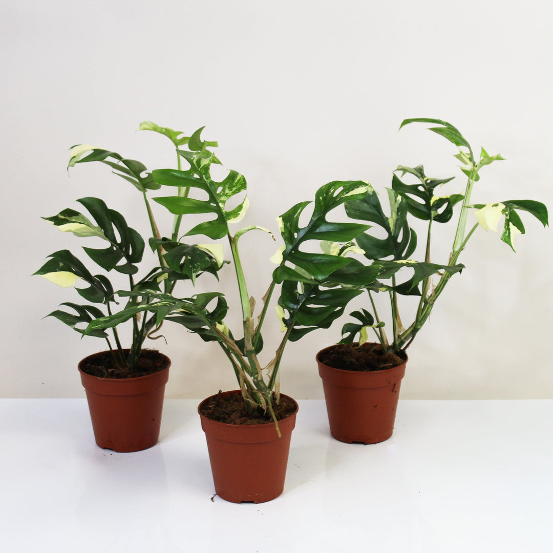 Rhaphidophora Tetrasperma Variegata (Monstera Minima Variegata) Foliage Dreams