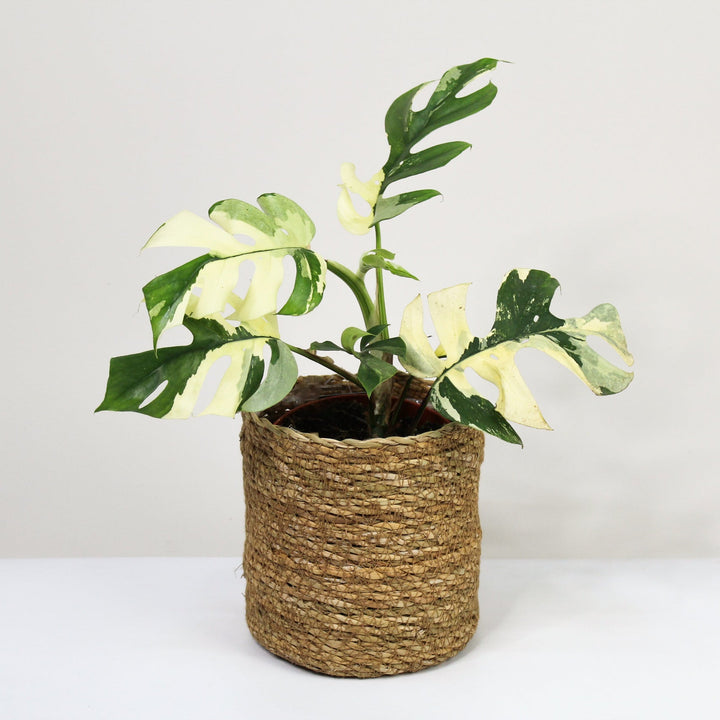 Rhaphidophora Tetrasperma Variegata (Monstera Minima Variegata) M Foliage Dreams
