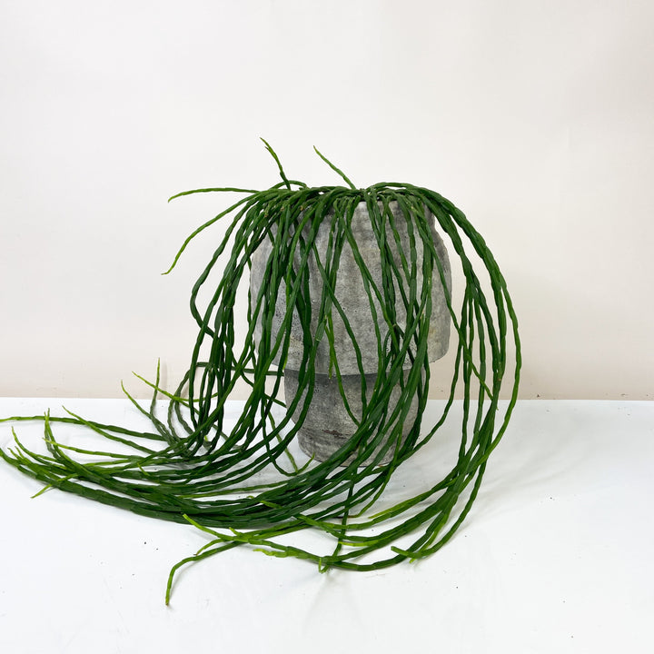 Rhipsalis Paradoxa (Kaktus) L Foliage Dreams