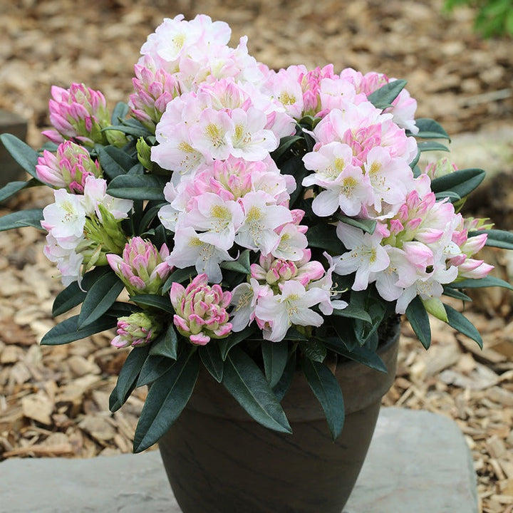Rhododendron Hybr.'Brigitte' III Foliage Dreams