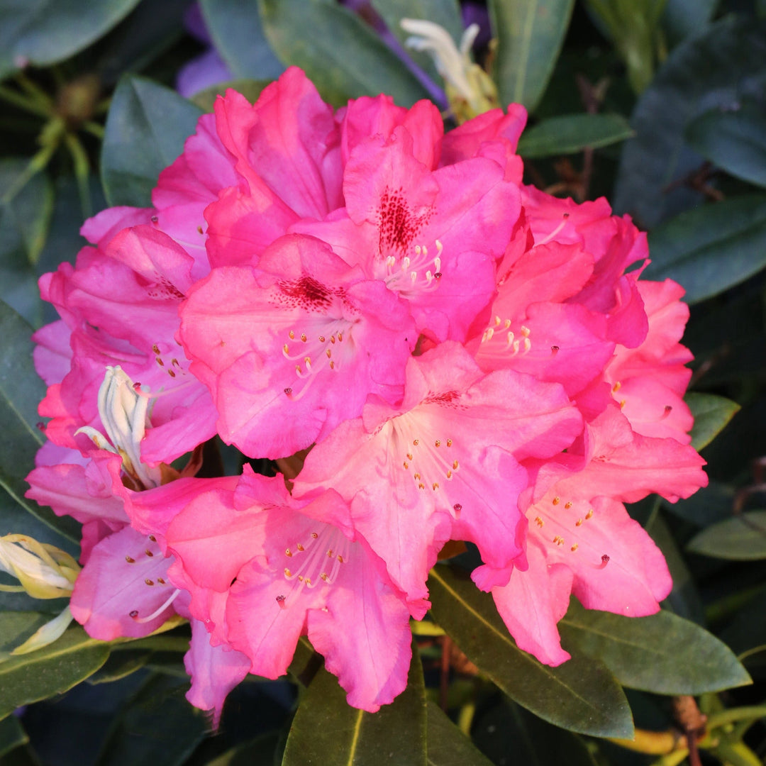 Rhododendron Hybr.'Kromlauer Parkperle' Foliage Dreams