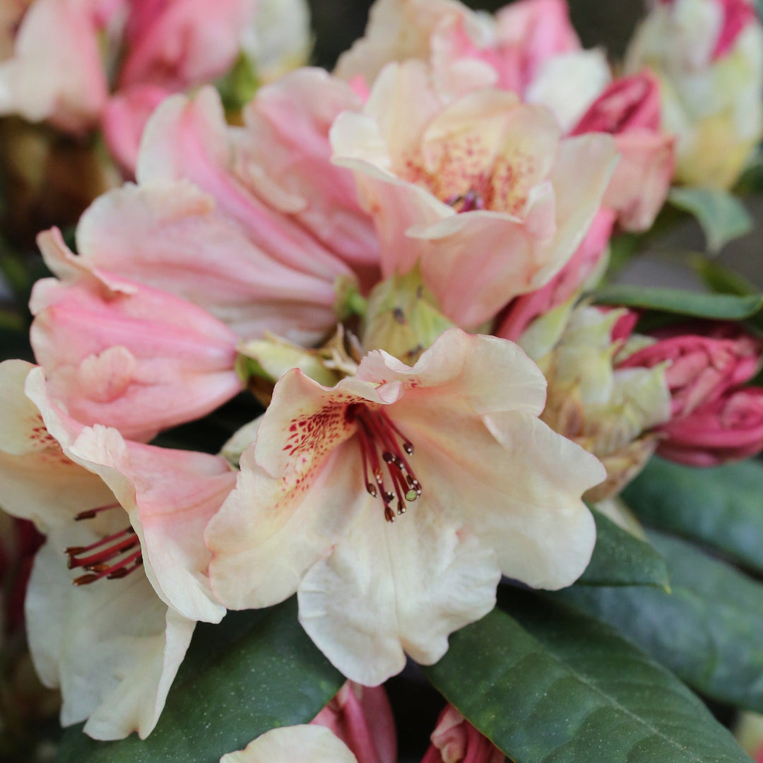Rhododendron Hybr.'Viscy' III Foliage Dreams