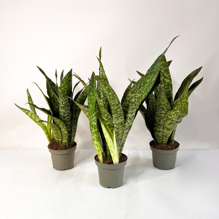 Sansevieria Aubrytniana Dragon Foliage Dreams