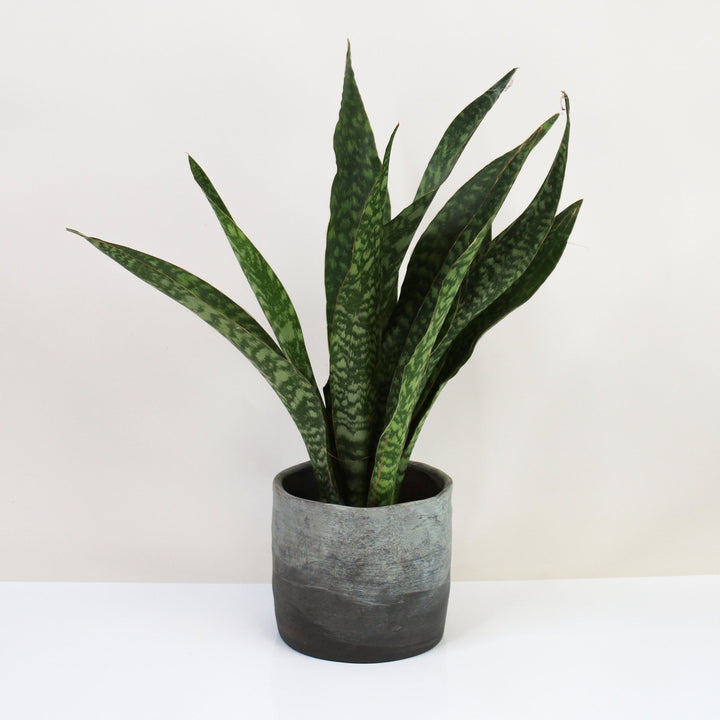 Sansevieria Aubrytniana Dragon Foliage Dreams