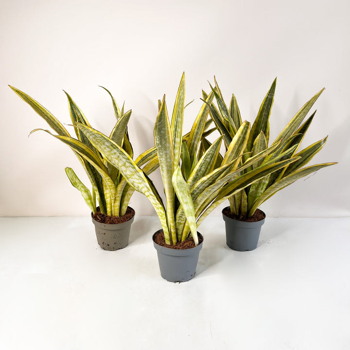 Sansevieria Aubrytniana Lauren Foliage Dreams