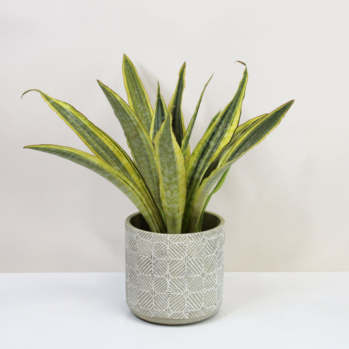 Sansevieria Aubrytniana Lauren Foliage Dreams