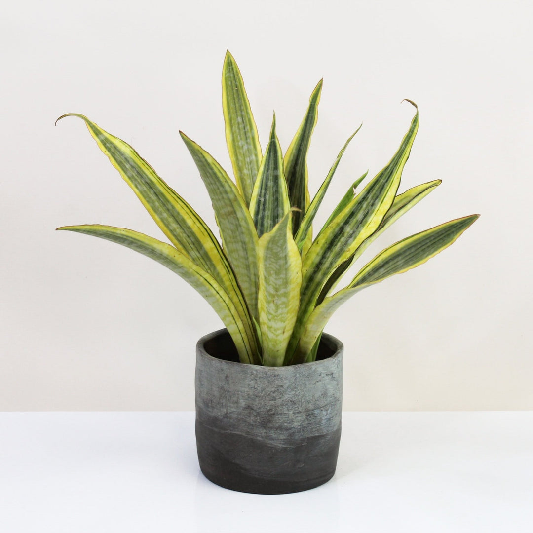 Sansevieria Aubrytniana Lauren Foliage Dreams