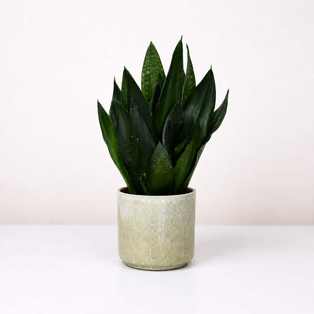 Sansevieria Black Diamond (Bogenhanf) M Foliage Dreams