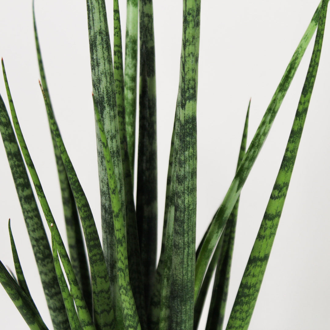 Sansevieria 'digitorum' M Foliage Dreams