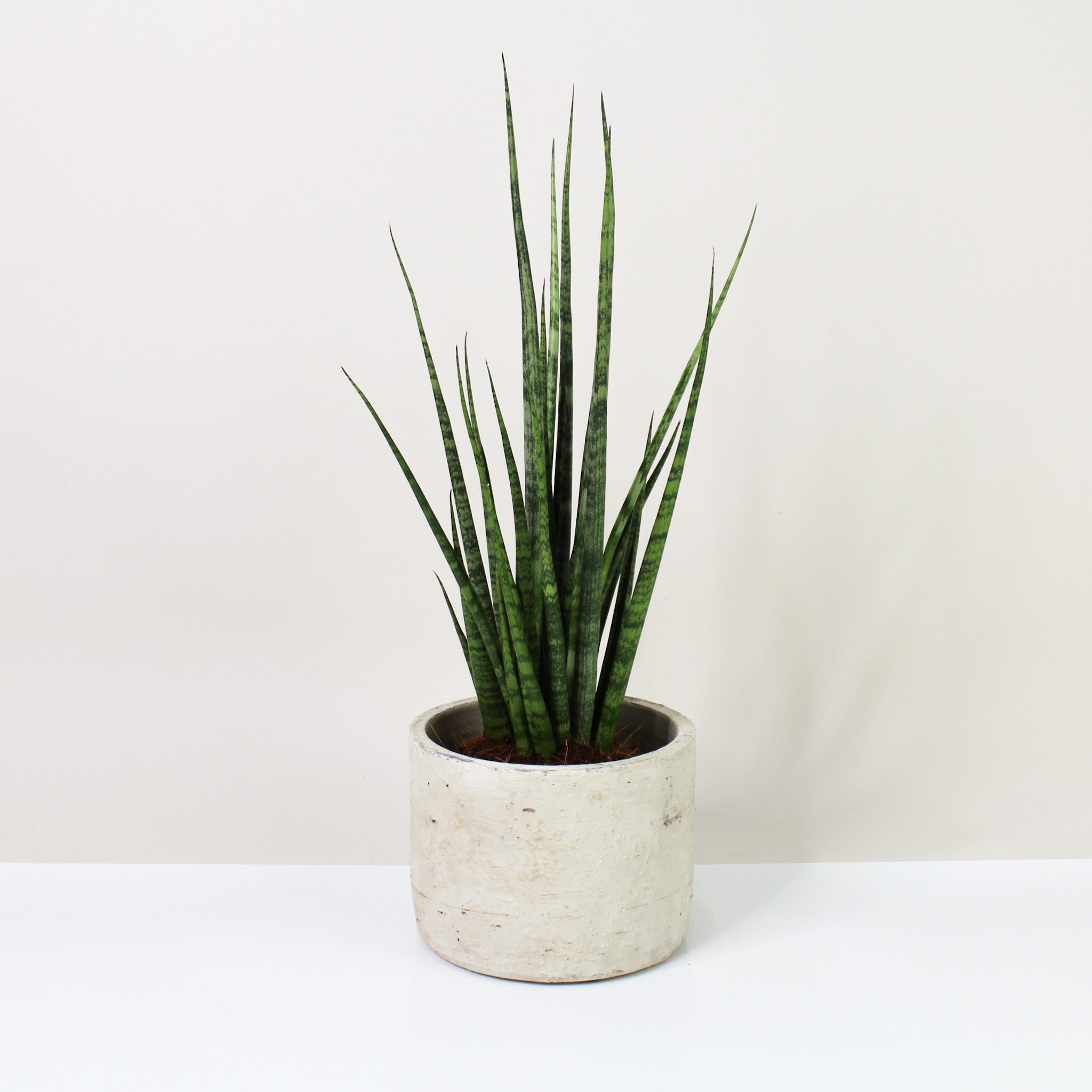 exclusive sansevieria