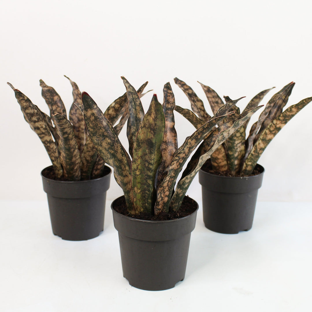 Sansevieria Star Canyon Granite (Bogenhanf) Foliage Dreams