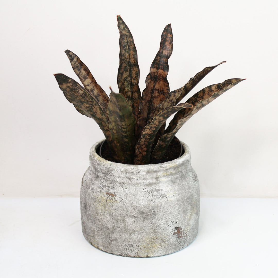 Sansevieria Star Canyon Granite (Bogenhanf) Foliage Dreams