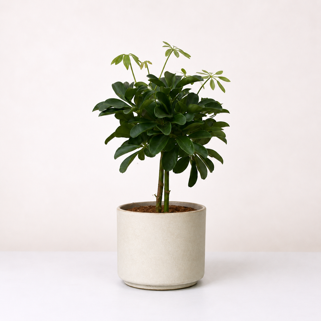 Schefflera Compacta Foliage Dreams