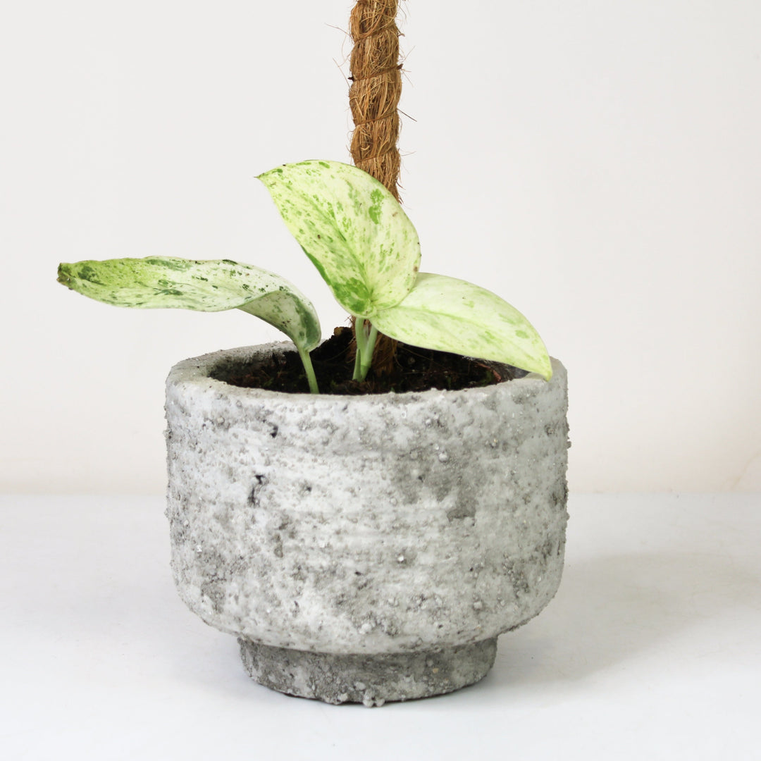 Scindapsus Jade Satin Marble Foliage Dreams