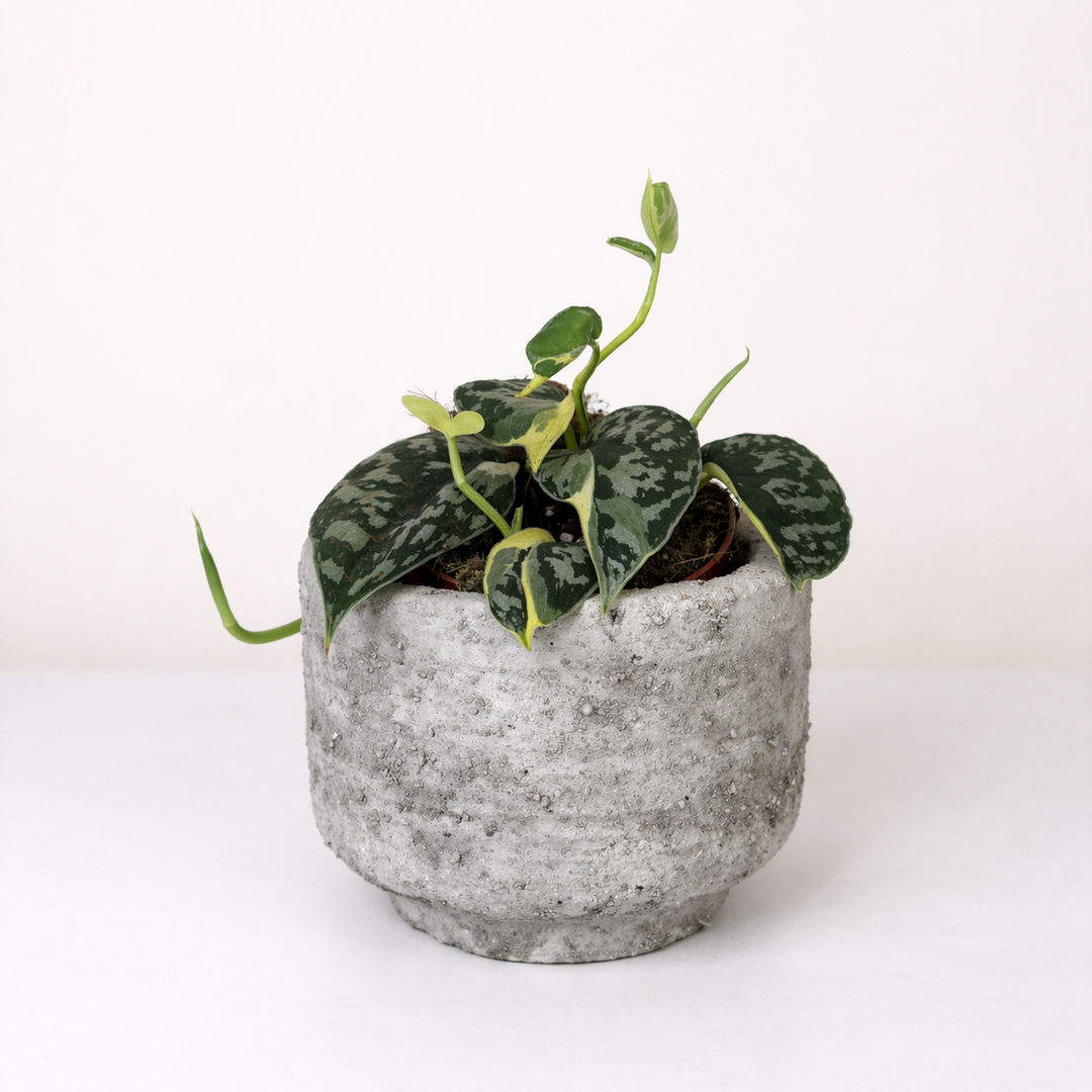 Scindapsus Mayari Variegata Foliage Dreams