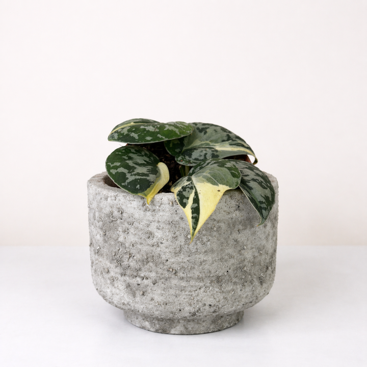 Scindapsus Mayari Variegata Foliage Dreams