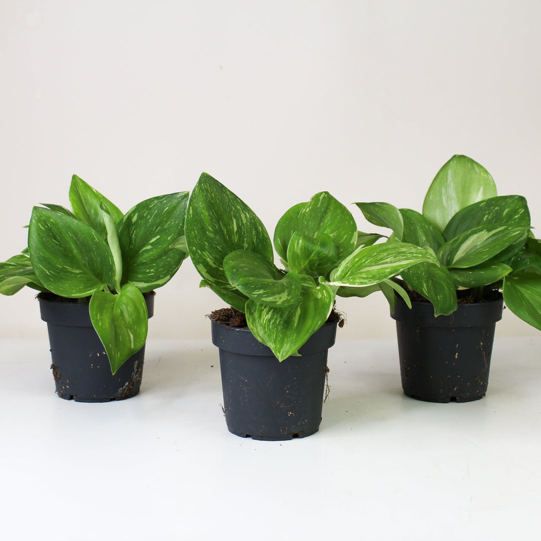 Scindapsus Rubicon M Foliage Dreams