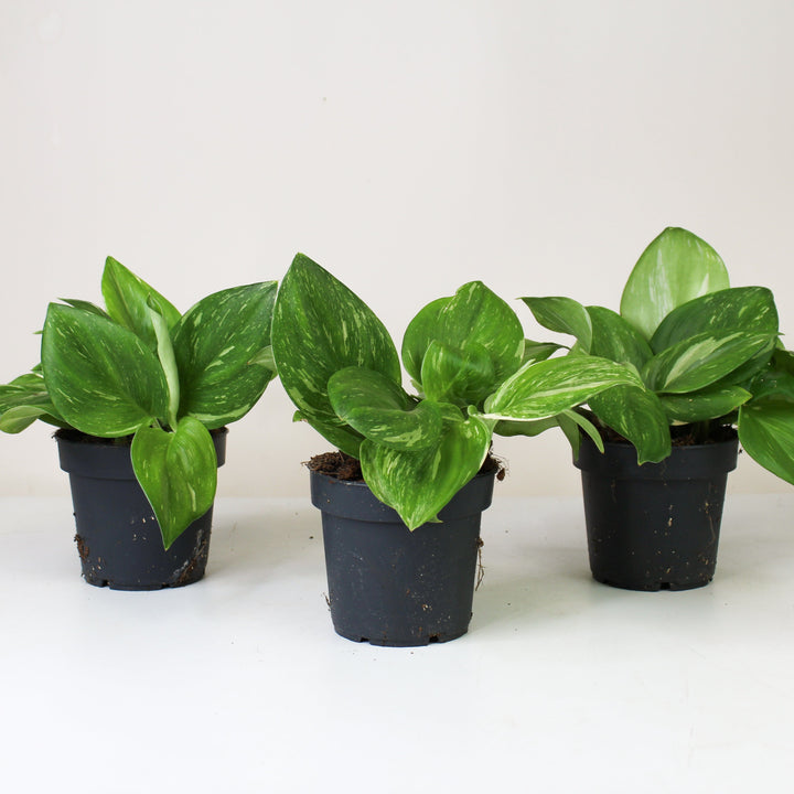 Scindapsus Rubicon M Foliage Dreams